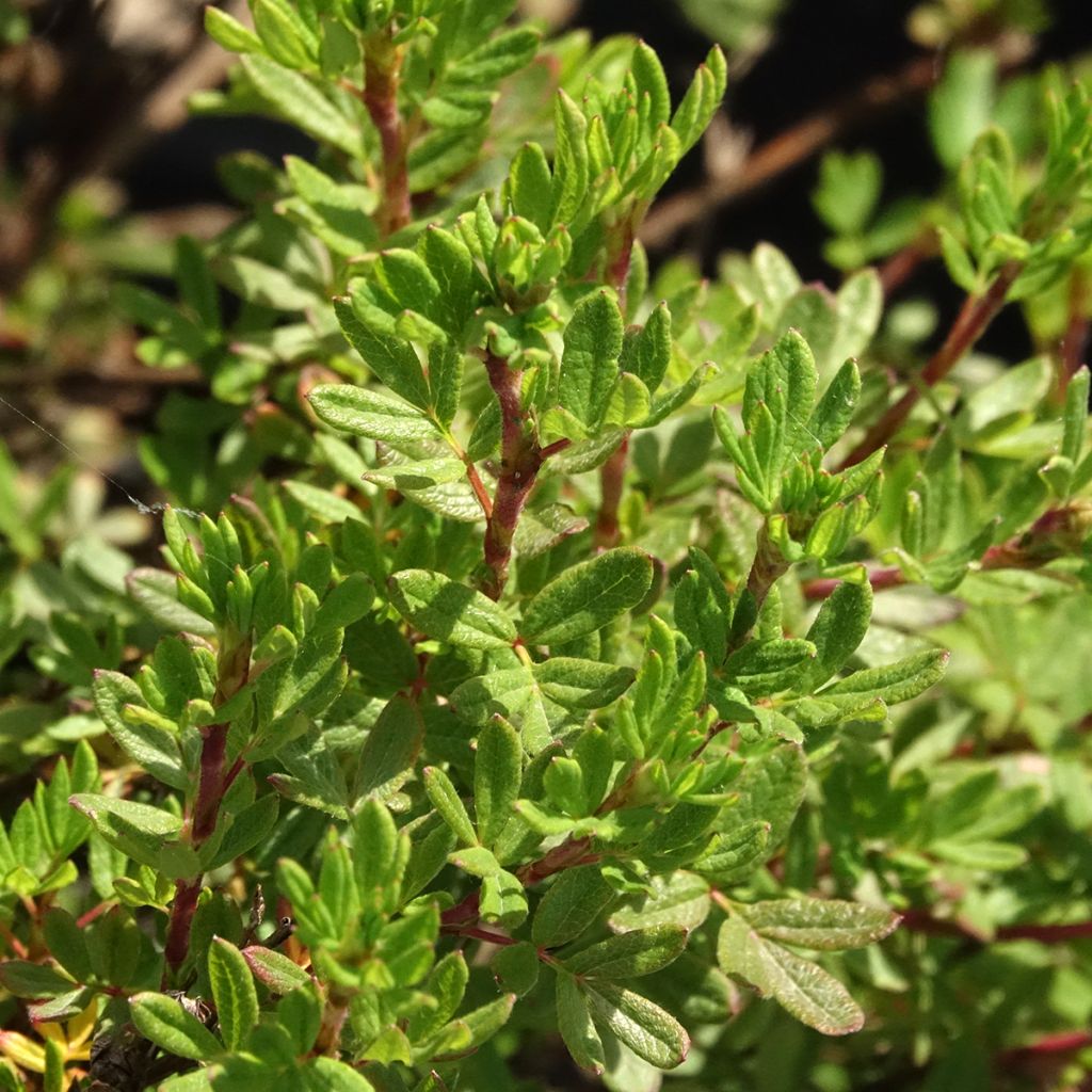 Potentille arbustive - Potentilla fruticosa Double Punch Peach