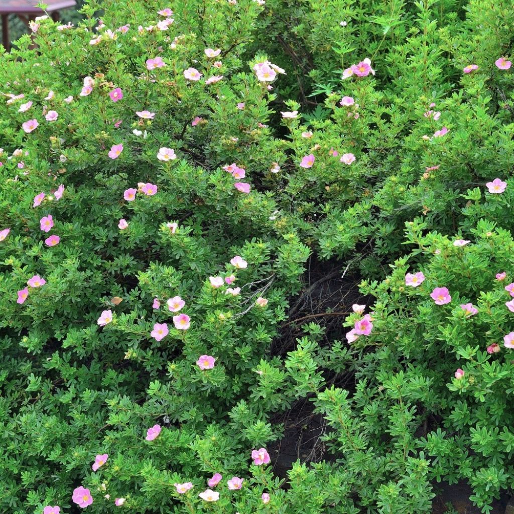 Potentilla fruticosa Lovely Pink- Potentille arbustive