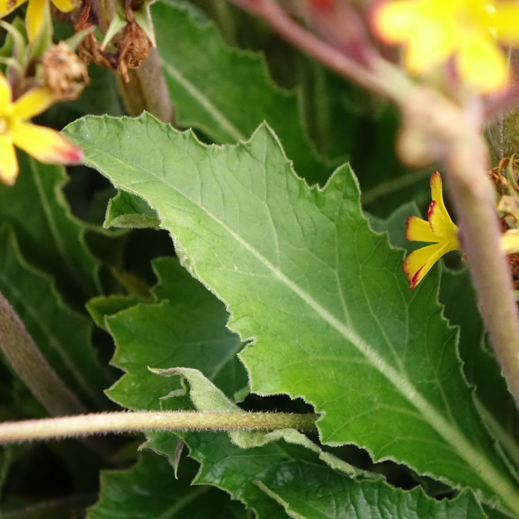 Primevère hybride Oak Leaf Yellow Picotee