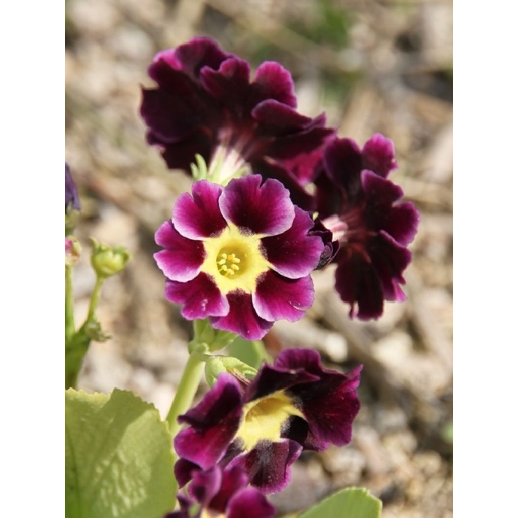 Primevère oreille d'ours - Primula auricula en mélange