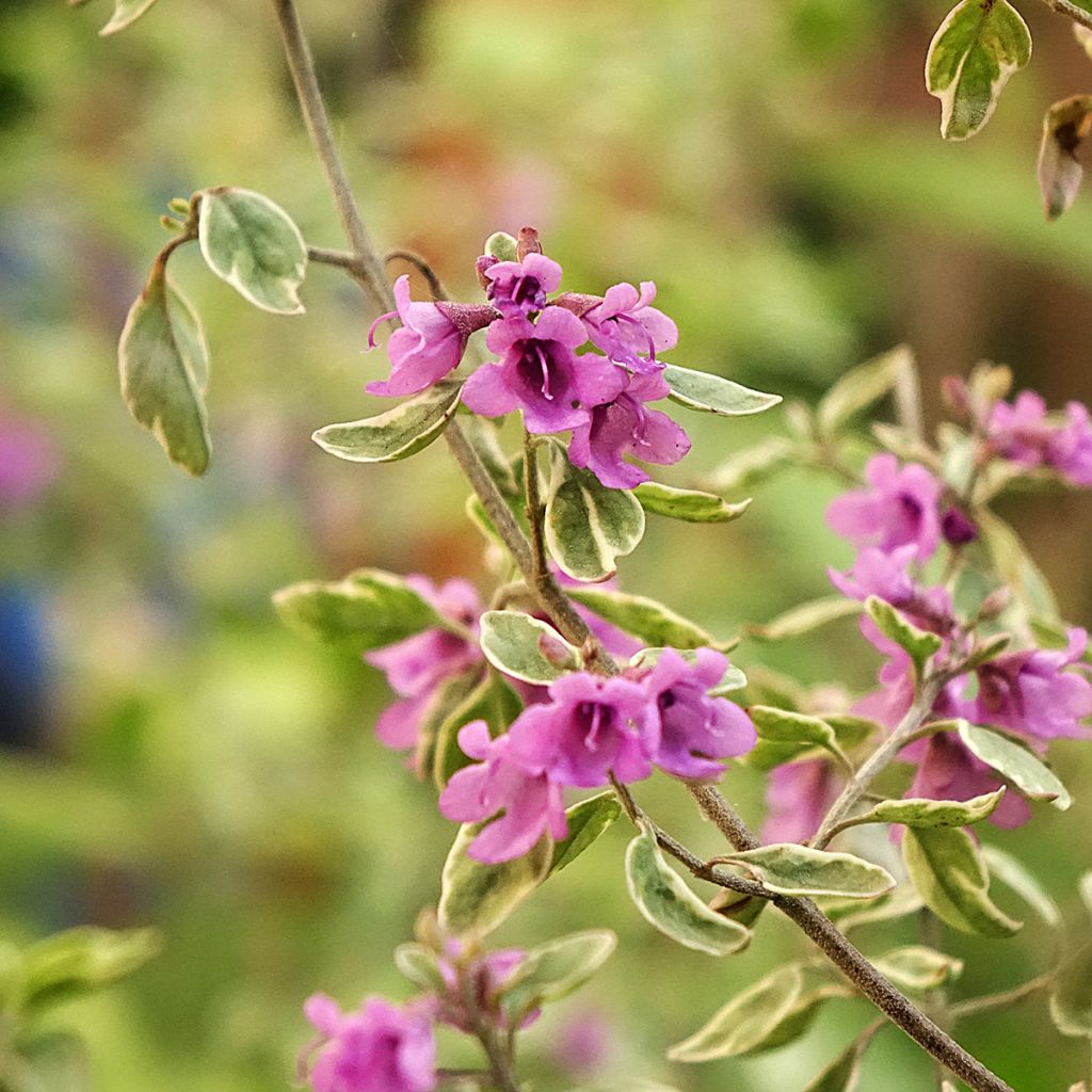 Prostanthera ovalifolia Variegata - Menthe australienne panachée.
