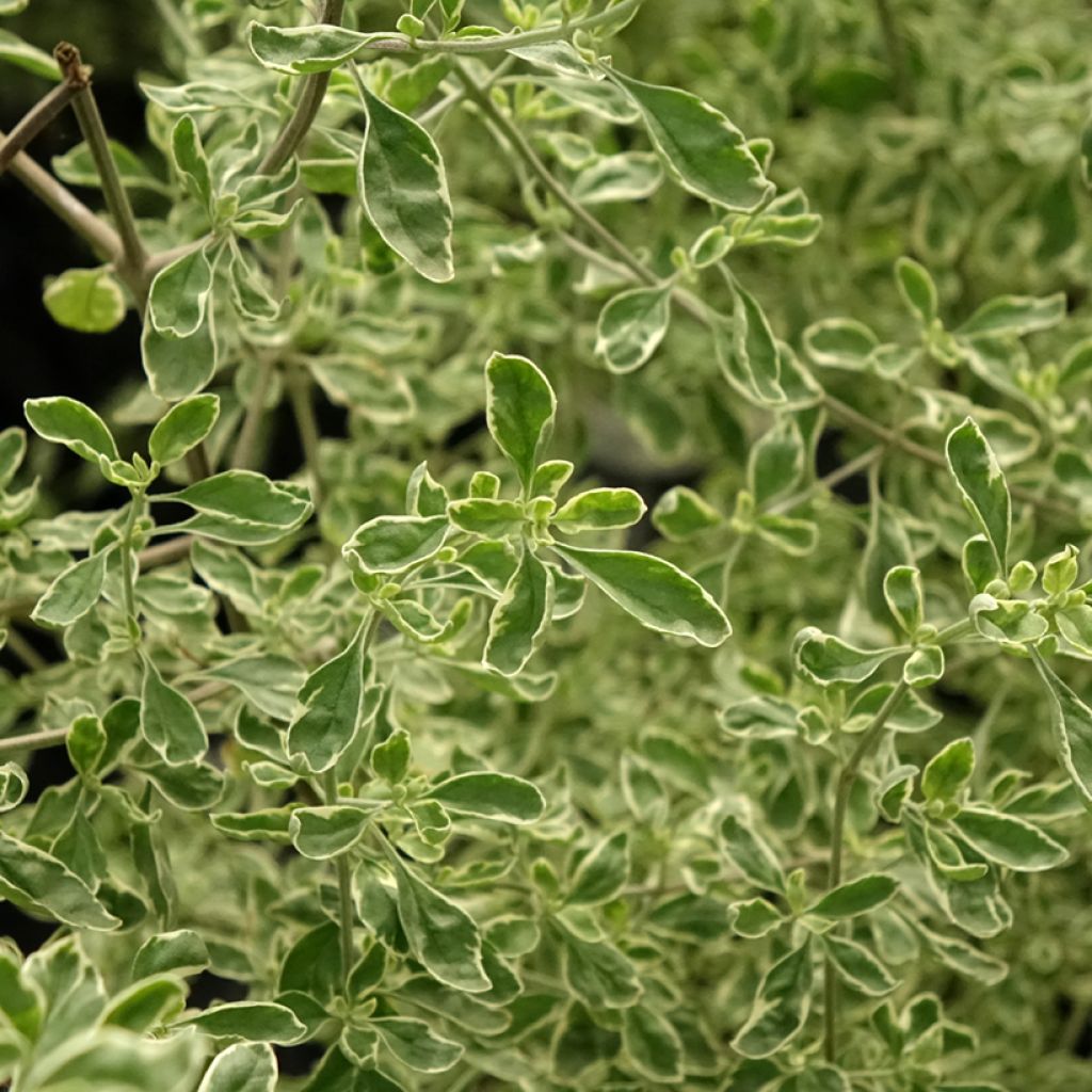 Prostanthera rotundifolia Variegata - Menthe Australienne