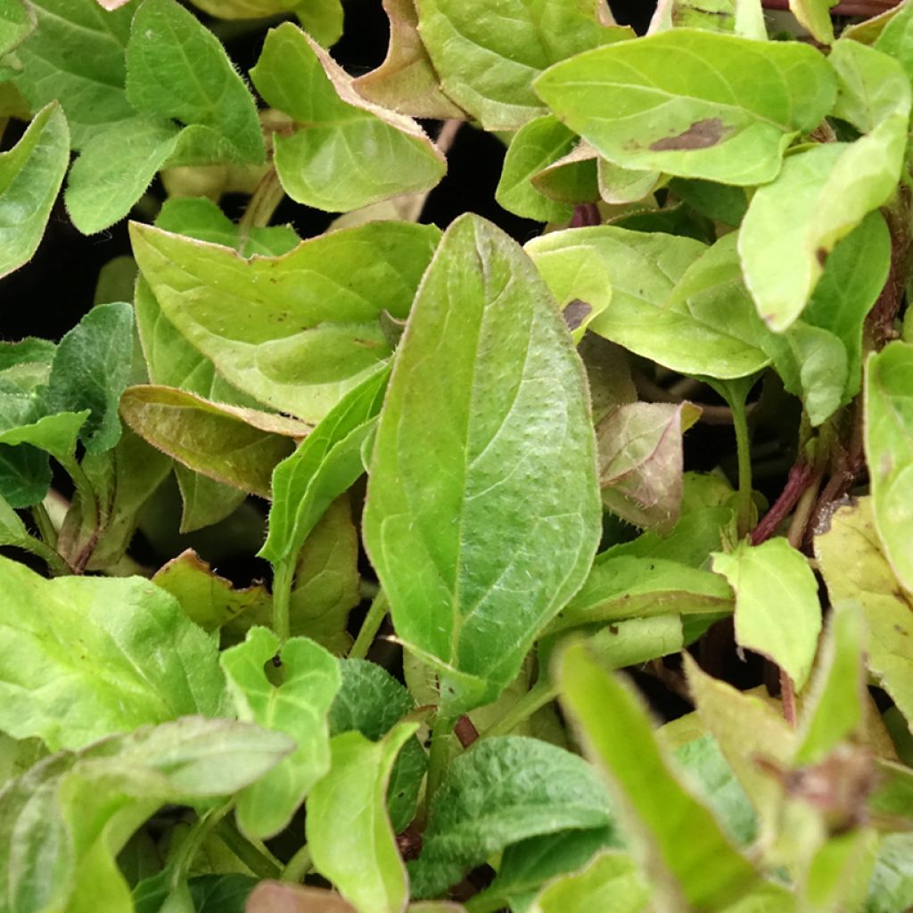 Prunella vulgaris - Brunelle commune