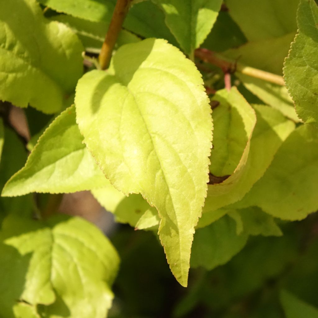 Prunier nain Fruit Me Plum Me Angeleno
