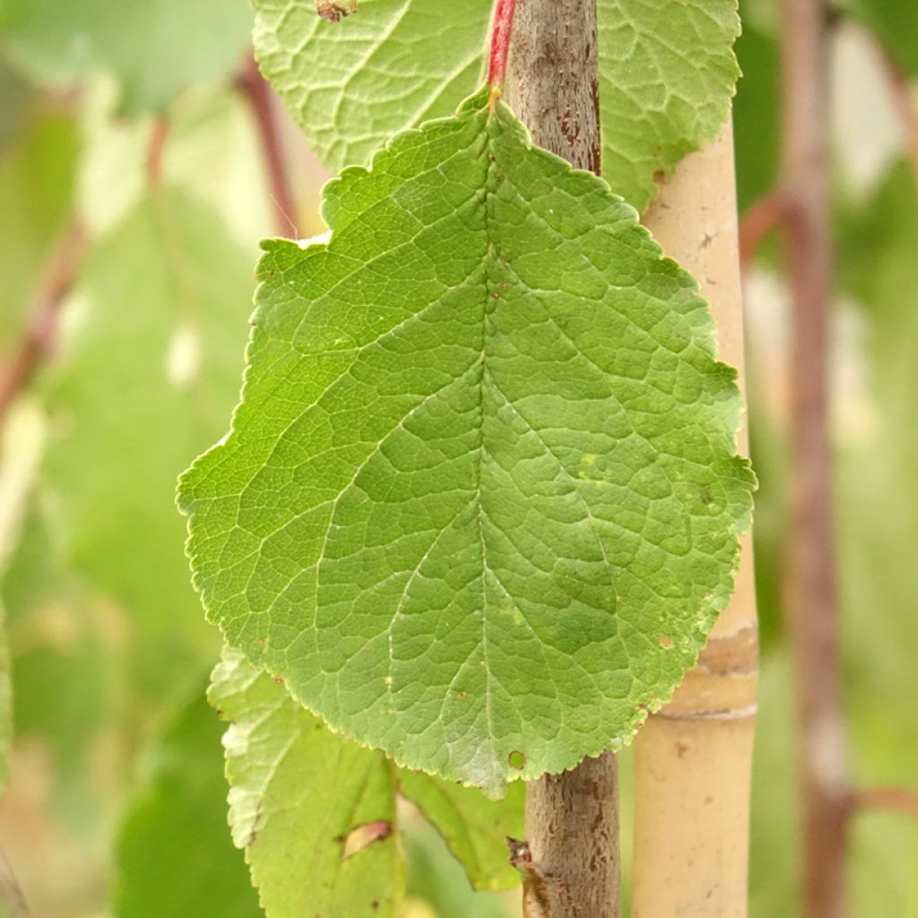Prunier Tipala - Prunus domestica