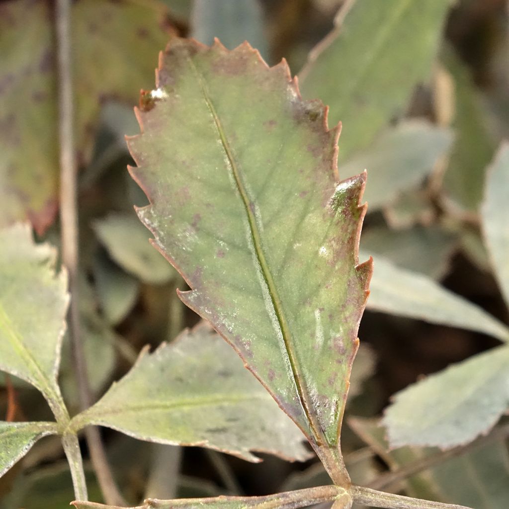 Pseudopanax lessonii Rangatira