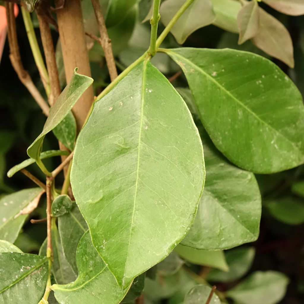 Psidium cattleyanum - Goyavier de Chine