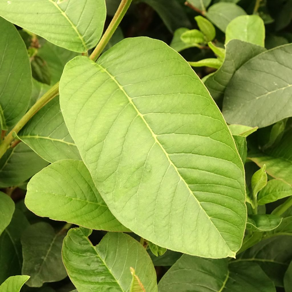 Psidium guajava Limon - goyavier citron jaune