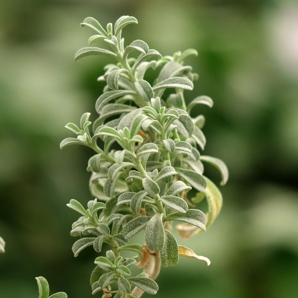 Ptilotrichum spinosum Rubrum - Alysson épineux