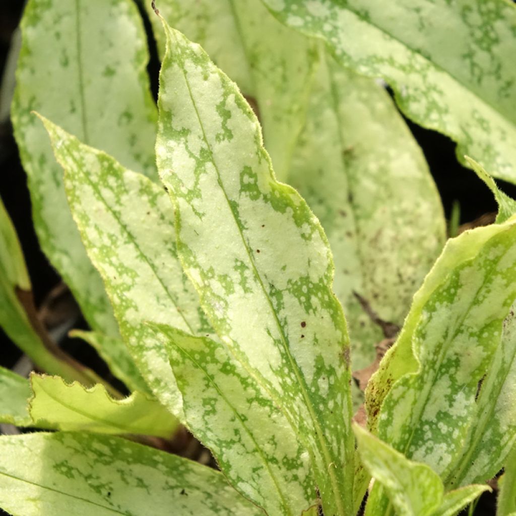 Pulmonaire Silver Bouquet - Pulmonaria saccharata