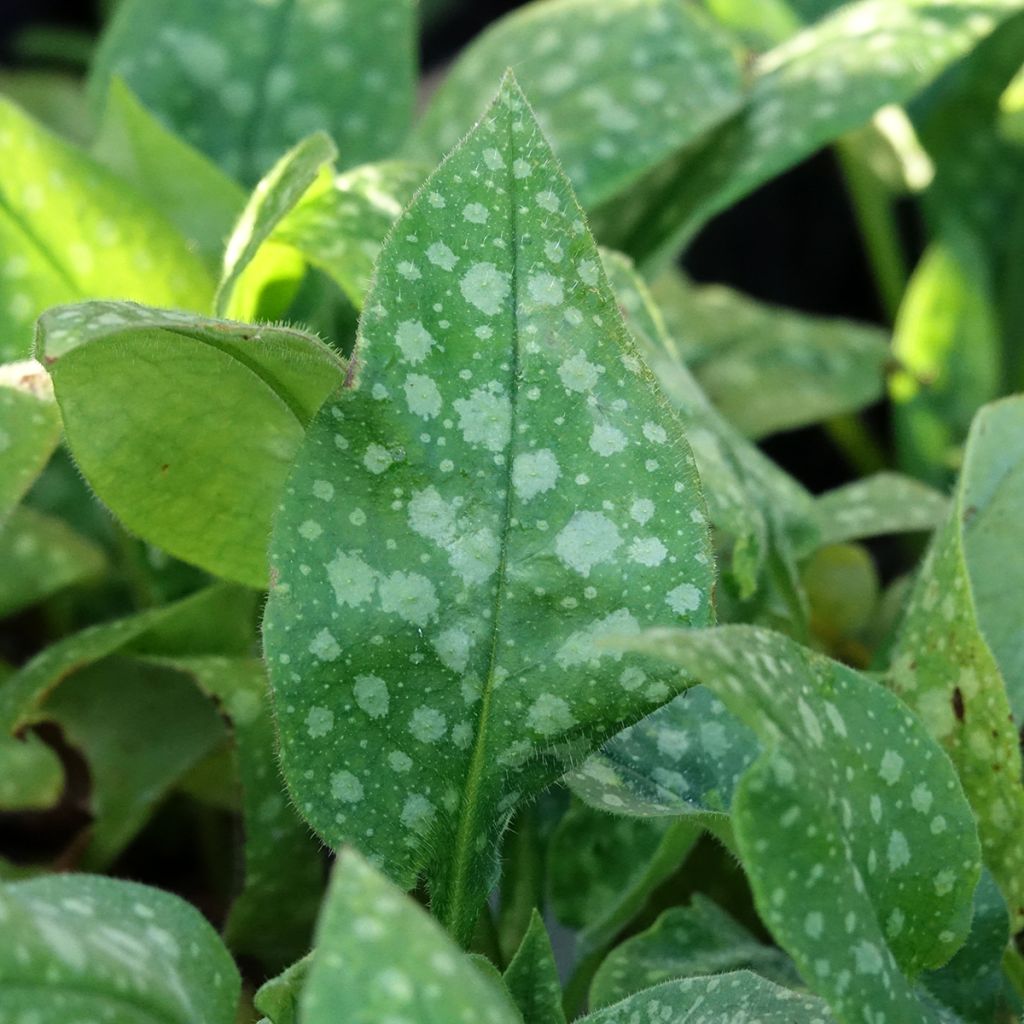 Pulmonaria saccharata Dora Bielefeld