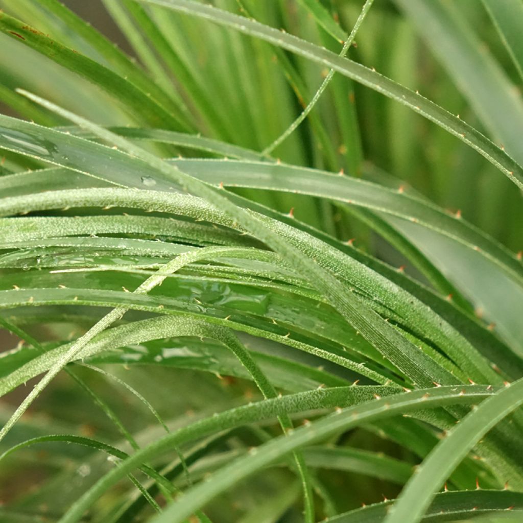 Puya mirabilis - Chagual 