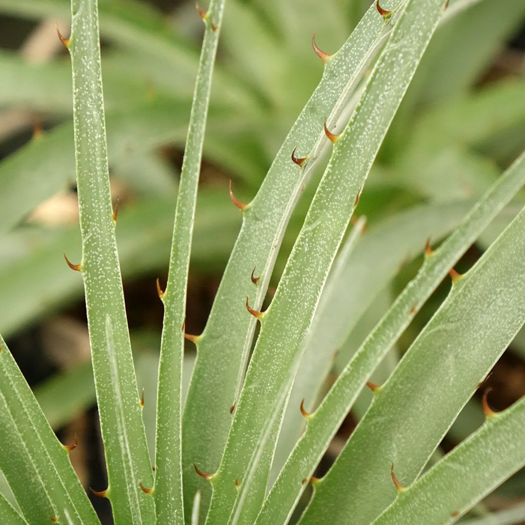 Puya weberiana