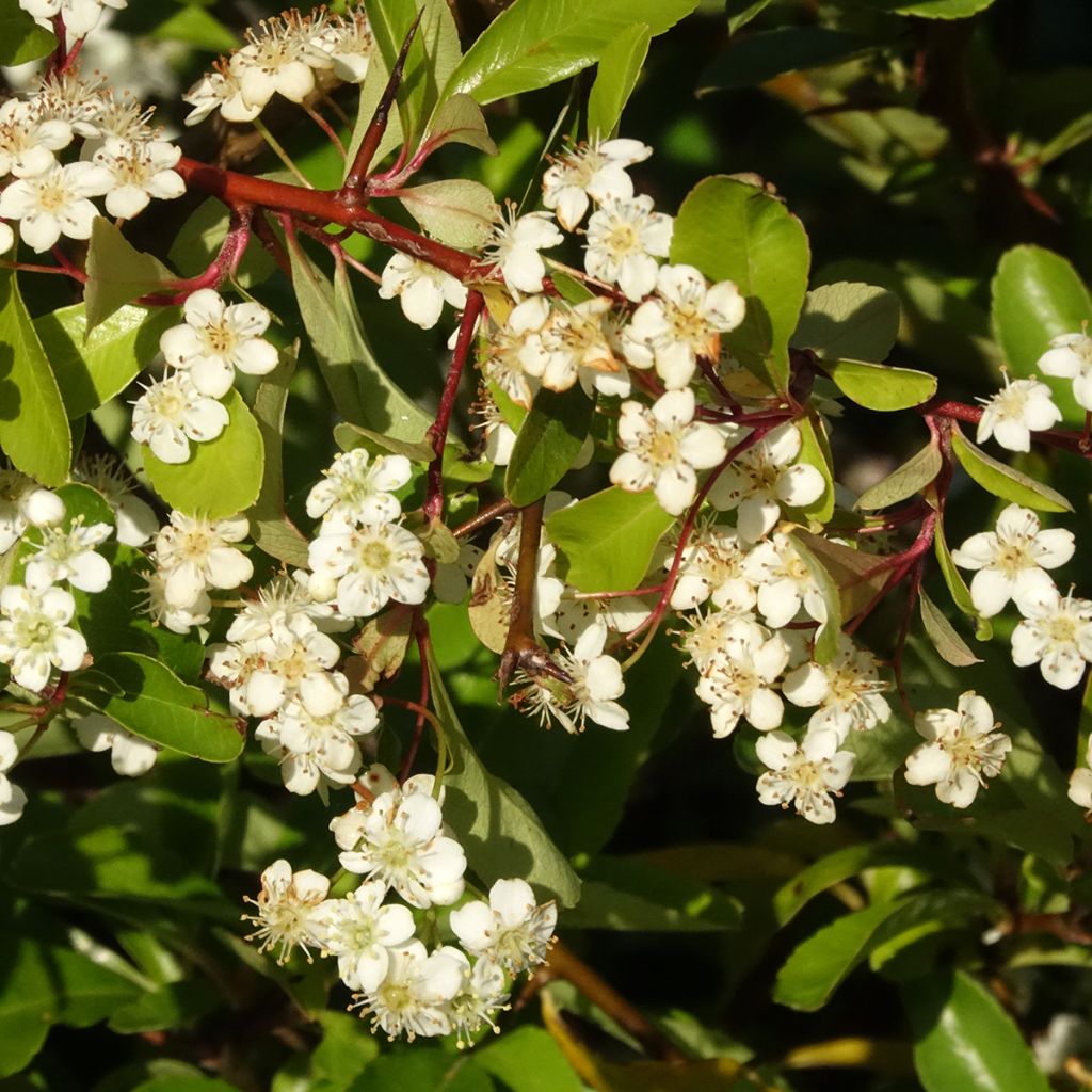 Pyracantha coccinea Orange Star - Buisson ardent