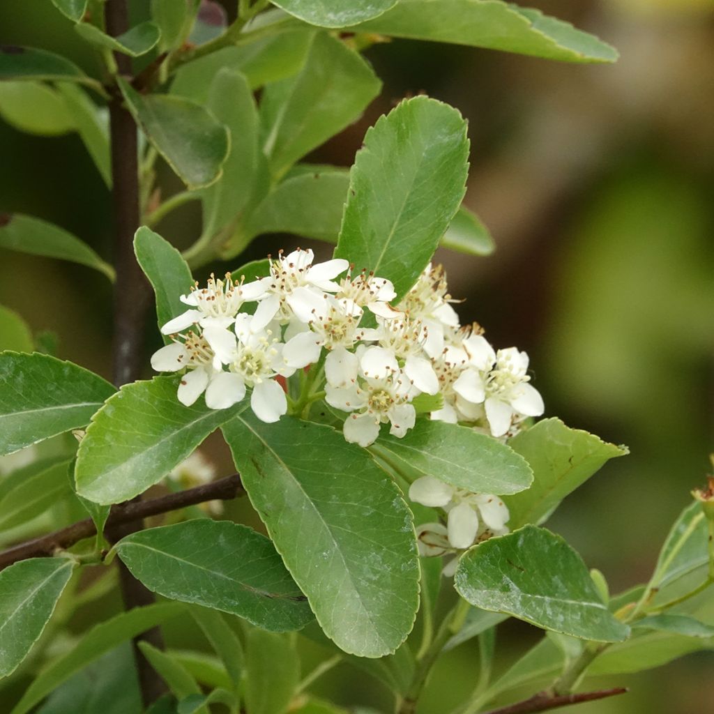 Pyracantha coccinea Saphyr Jaune - Buisson ardent  