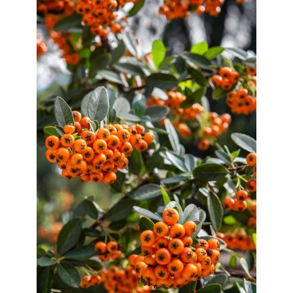Pyracantha SAPHYR Orange - Buisson ardent