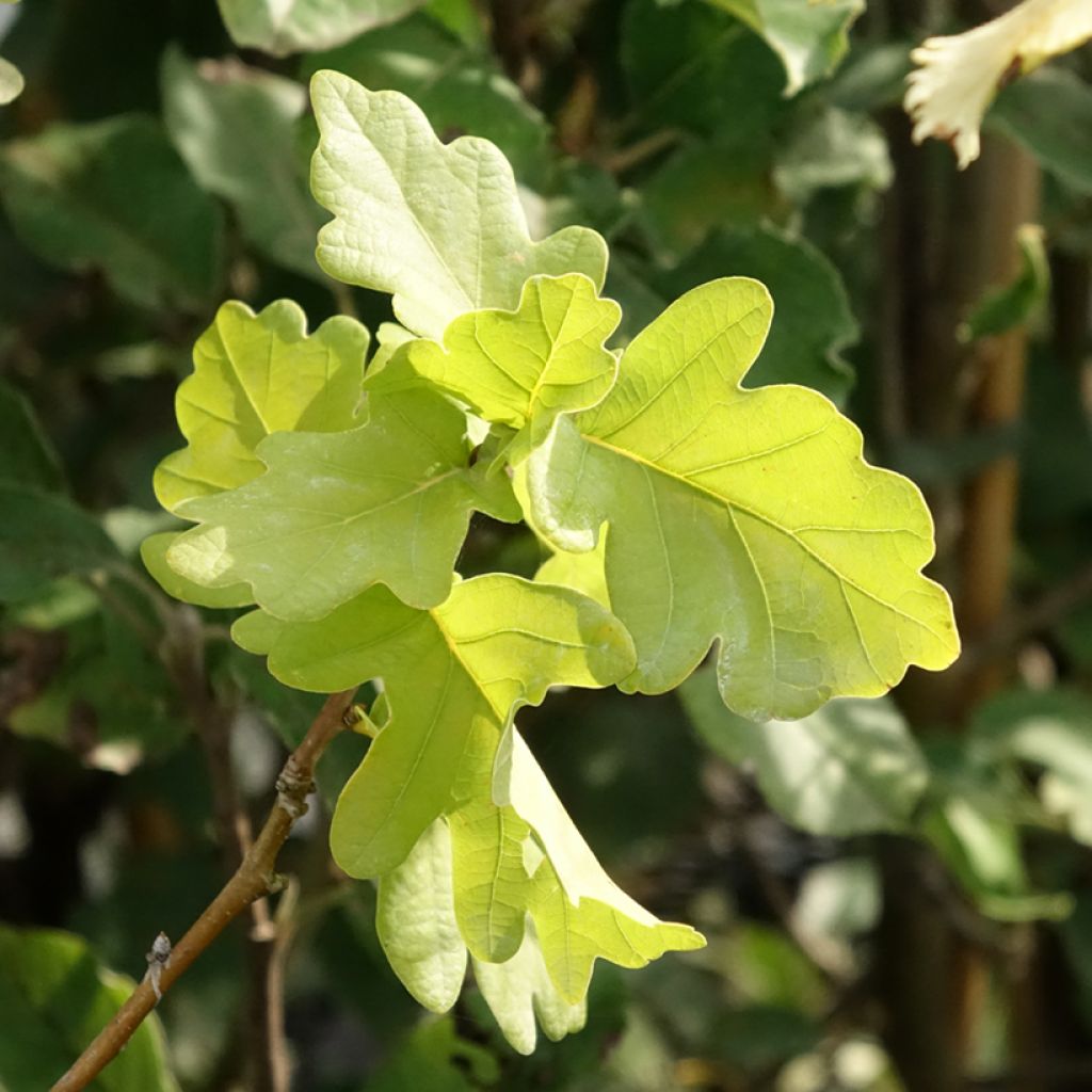 Quercus robur Facrist - Chêne pédonculé