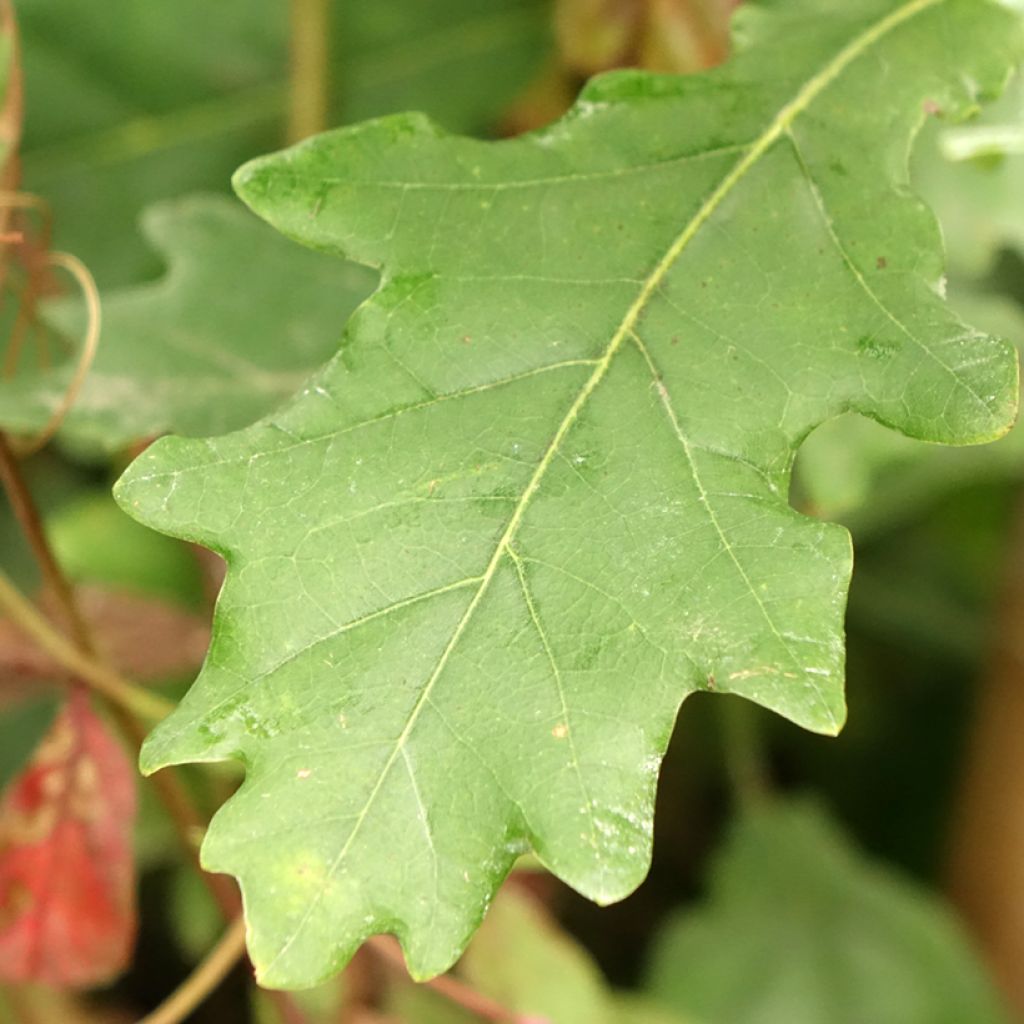 Quercus robur Fastigiata Koster - Chêne pédonculé fastigié