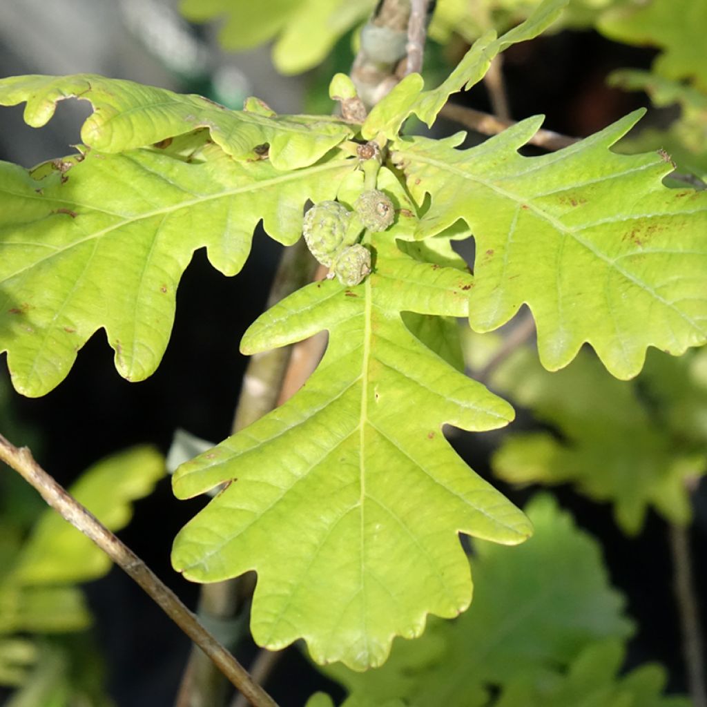 Quercus robur Rita's Gold - Chêne pédonculé doré