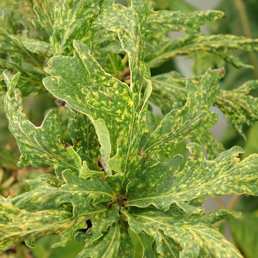 Quercus robur Salfast - Chêne pédonculé