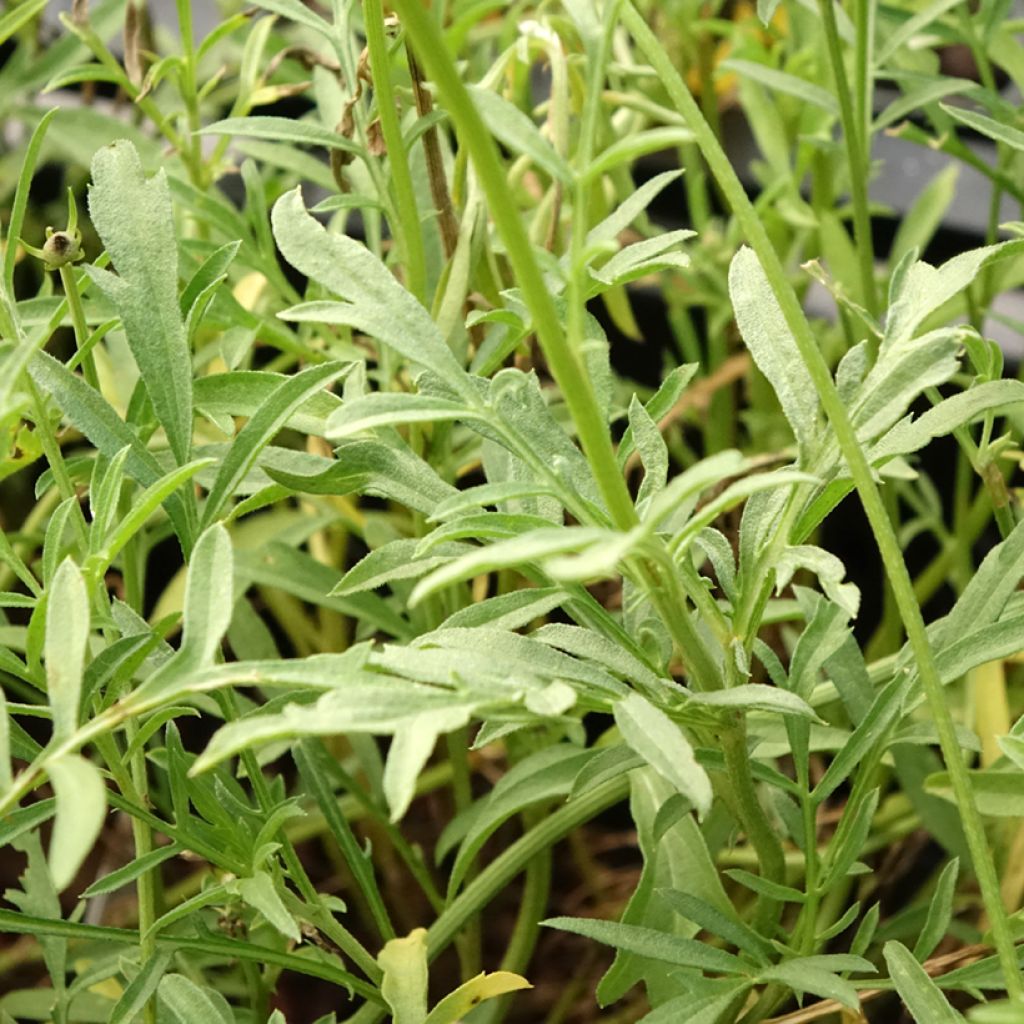 Ratibida columnifera Pulcherrima - Châpeau ou Sombrero mexicain