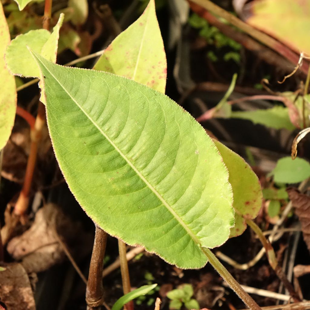 Renouée - Persicaria amplexicaulis High Society