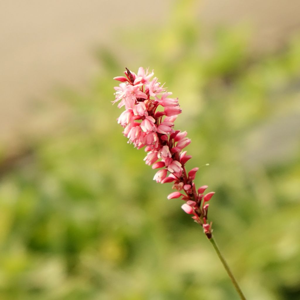 Renouée - Persicaria amplexicaulis High Society
