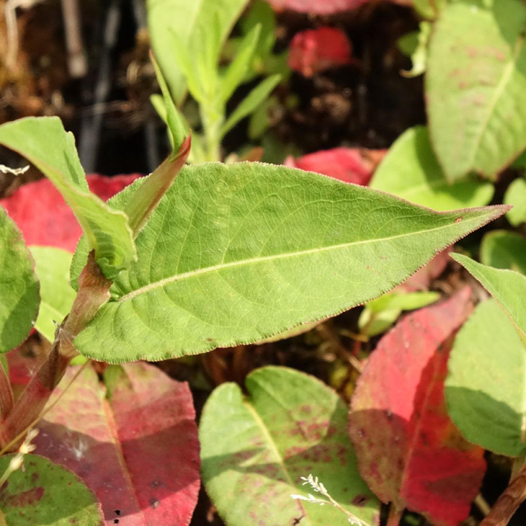 Renouée - Persicaria amplexicaulis Vesuvius