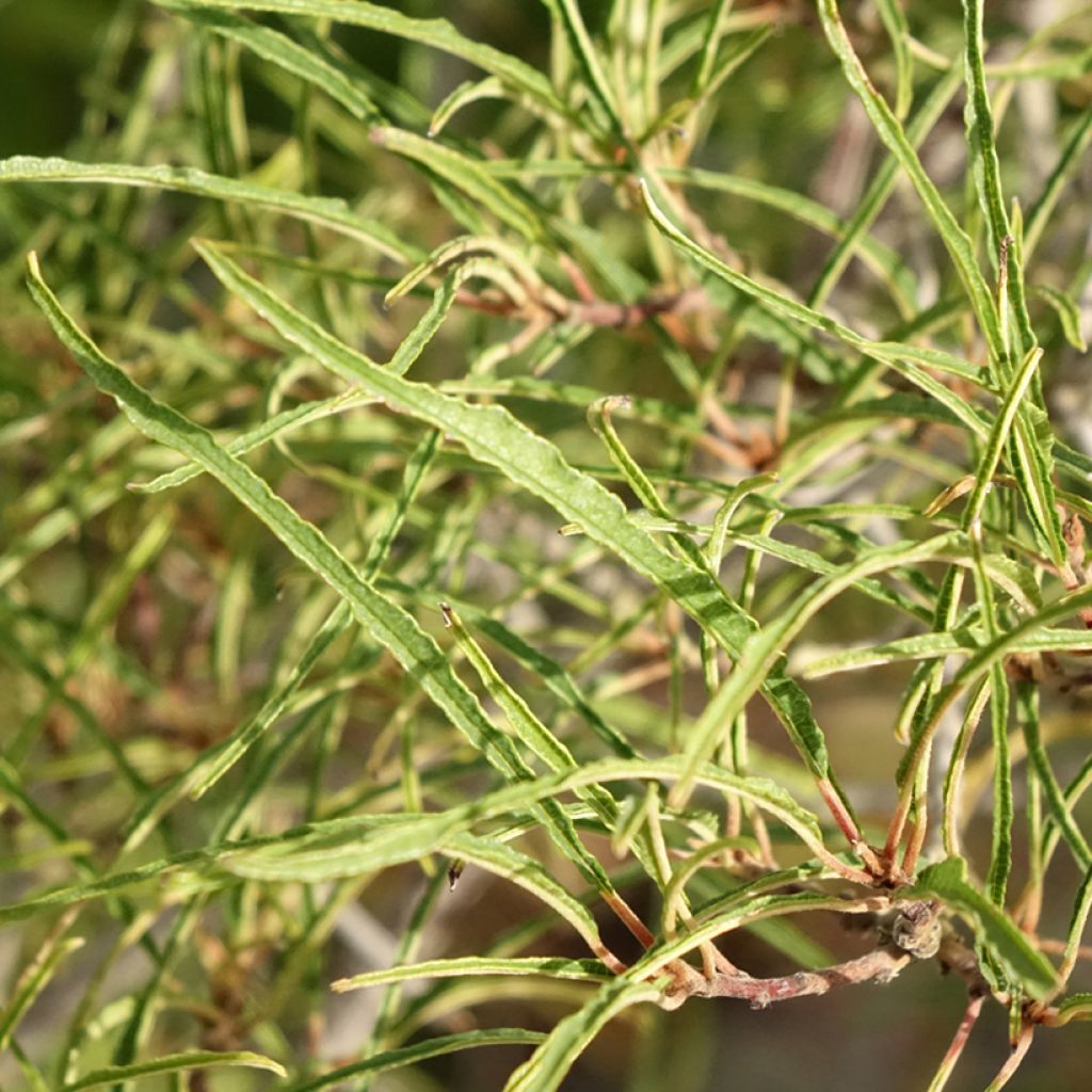 Rhamnus frangula Asplenifolia - Frangula alnus
