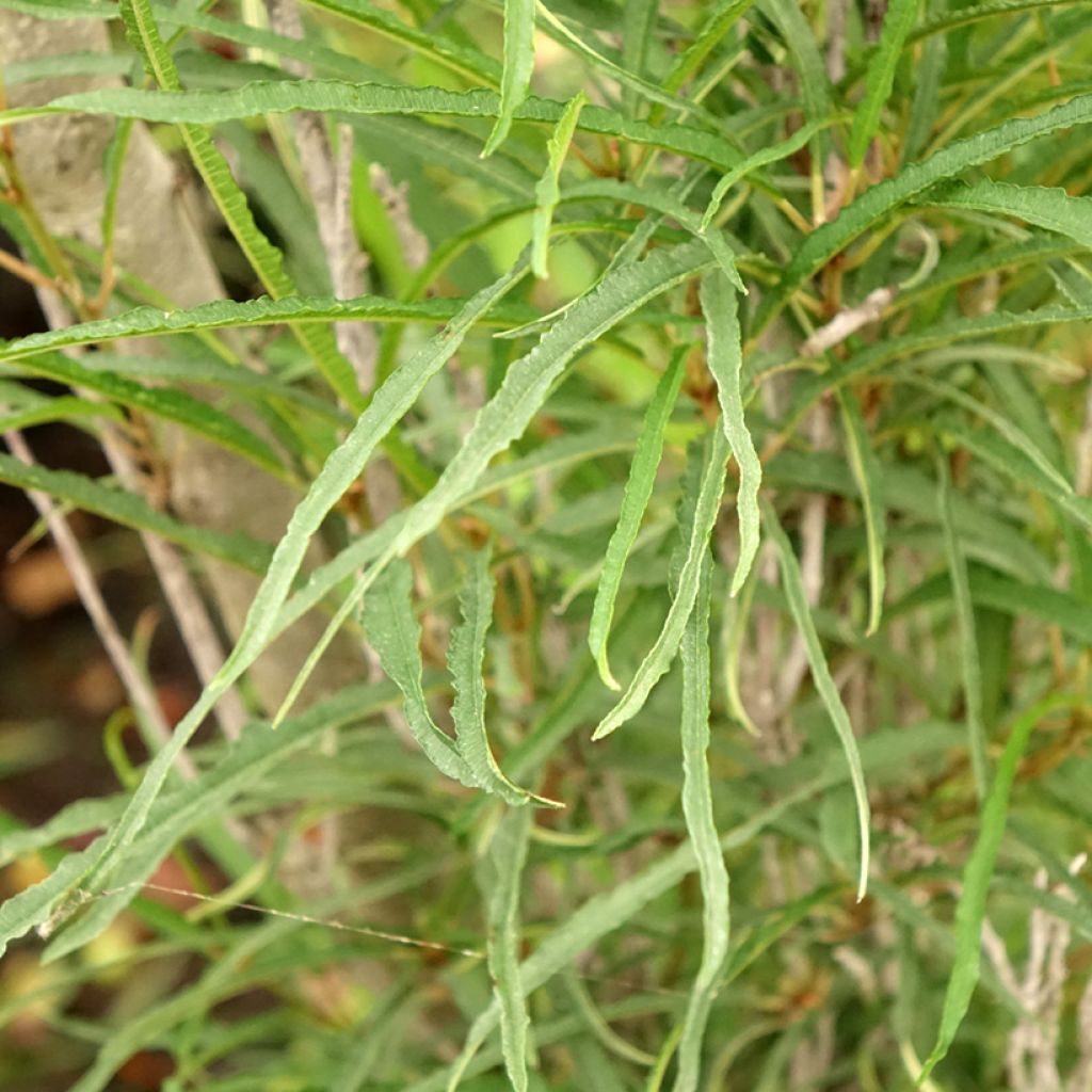 Rhamnus frangula Fine Line - Bourdaine, Frangula alnus