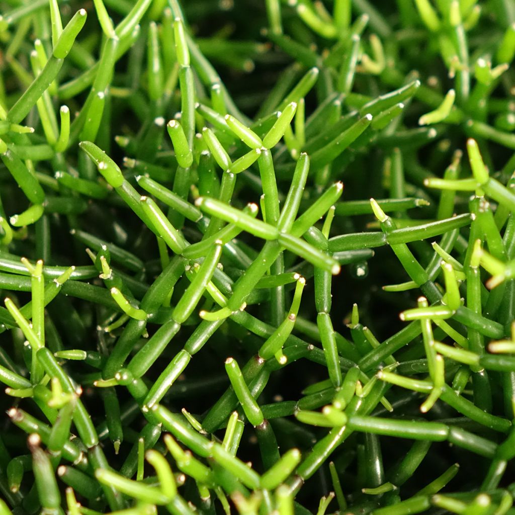Rhipsalis baccifera - Cactus-jonc fructifère
