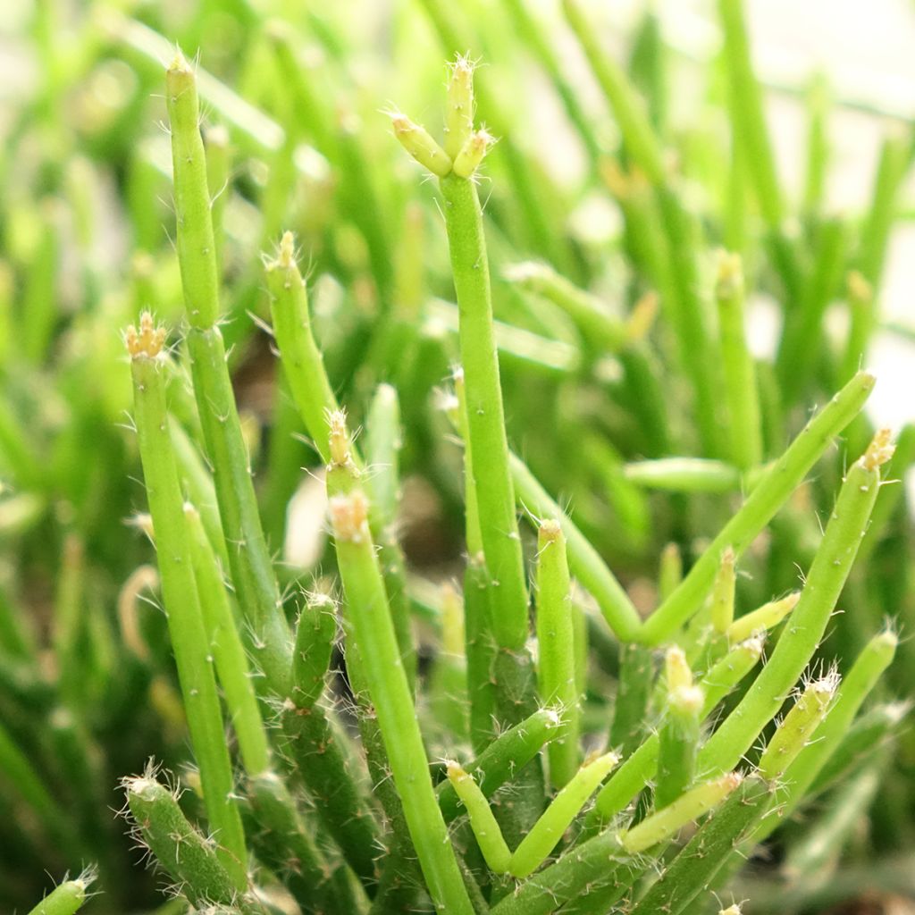 Rhipsalis burchellii - Cactus-gui