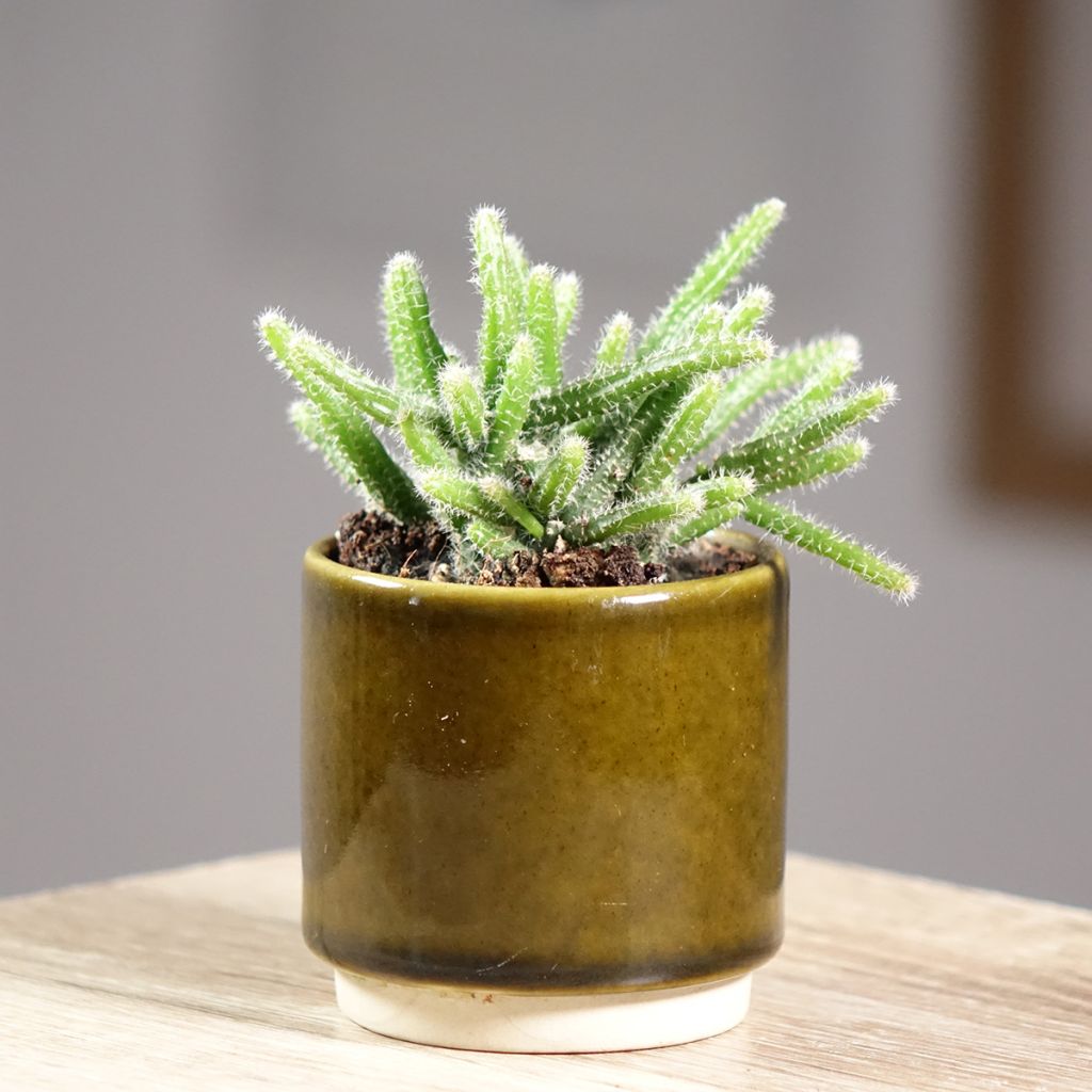 Rhipsalis horrida - Cactus-gui