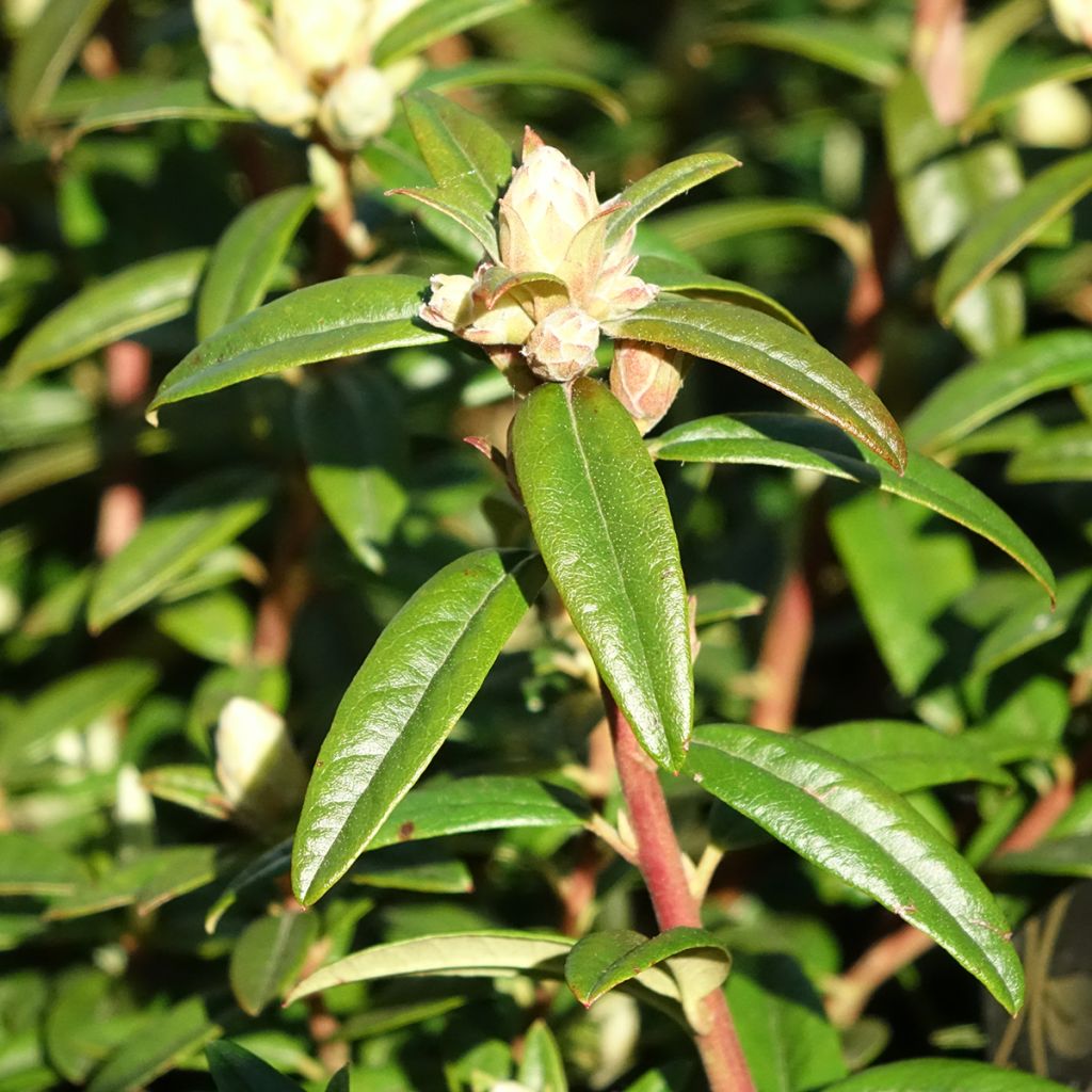 Rhododendron Artic Tern - Rhododendron nain