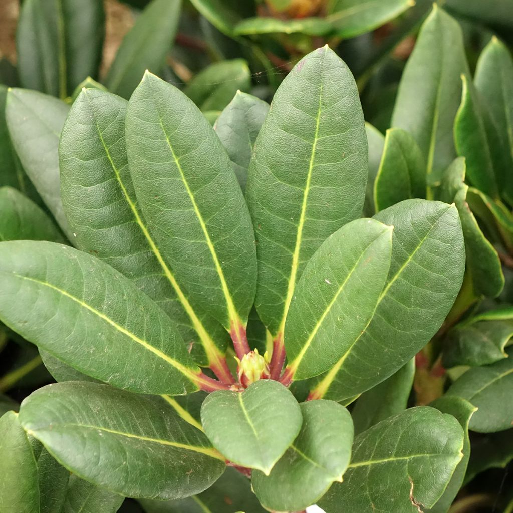 Rhododendron Château de Josselin