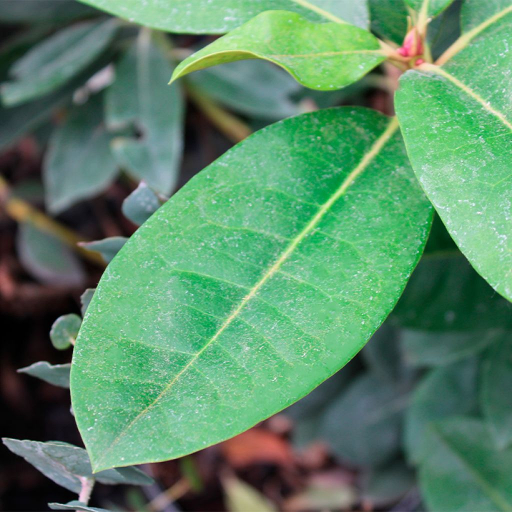 Rhododendron Gomer Waterer