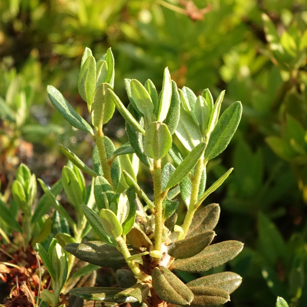 Rhododendron Gristede