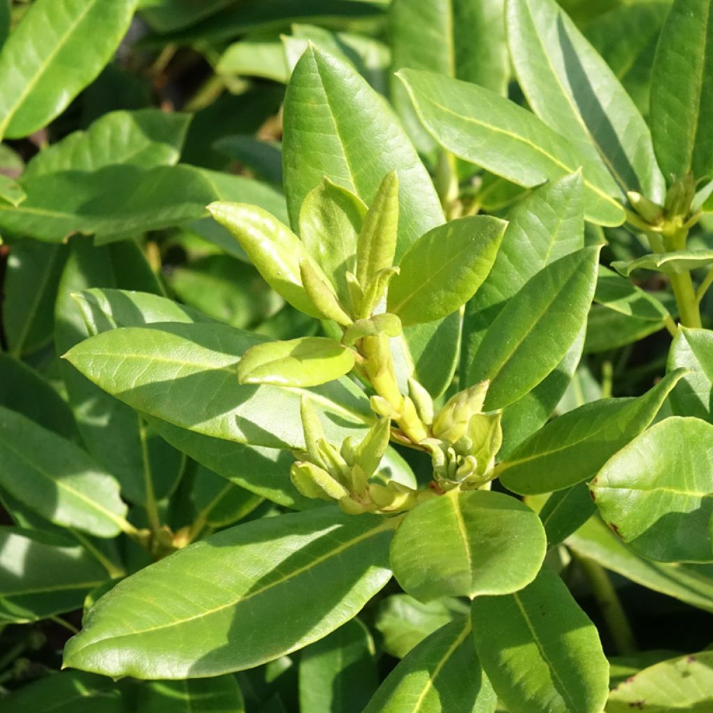 Rhododendron hybride Easydendron INKARHO Belkanto
