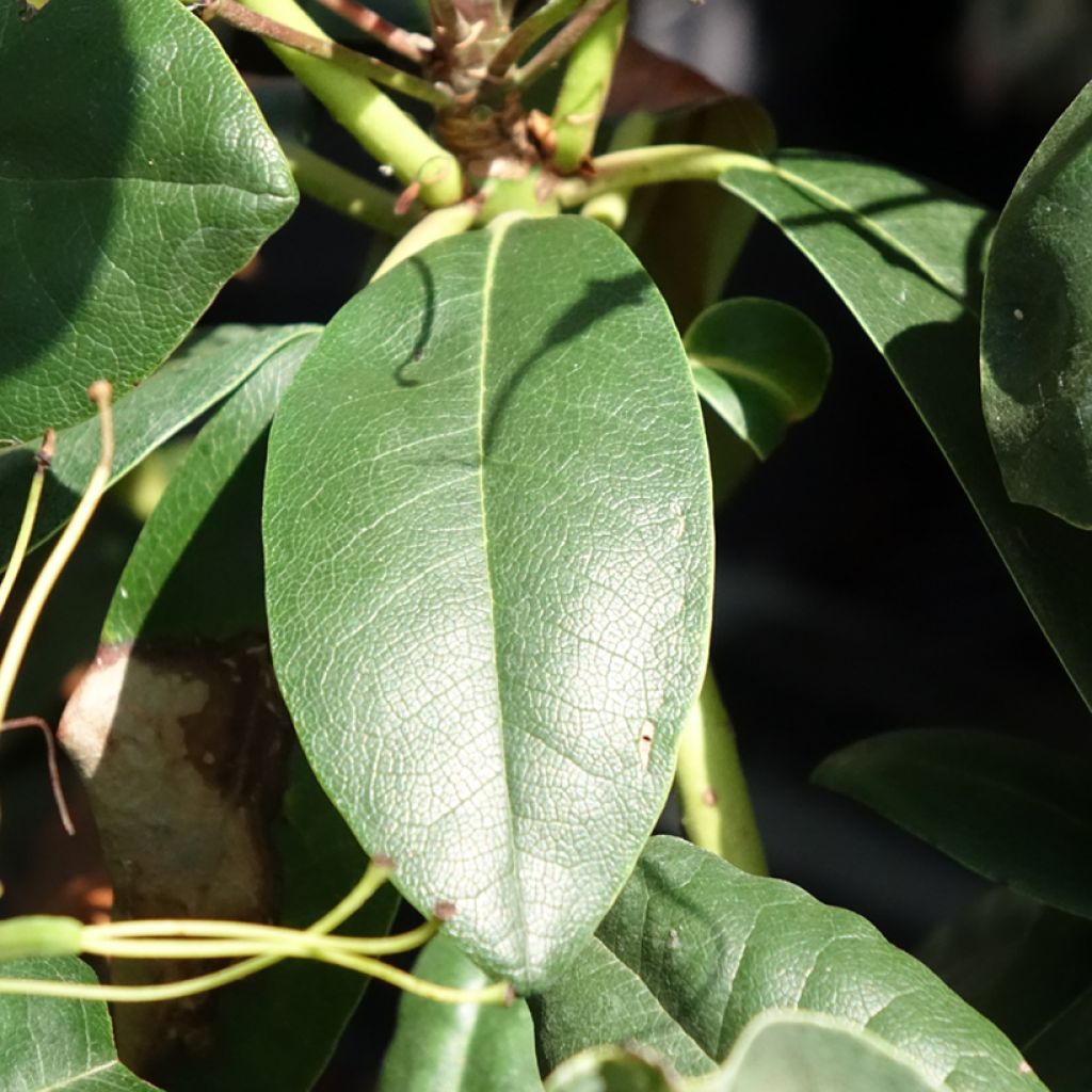 Rhododendron hybride Easydendron INKARHO Grandiflorum
