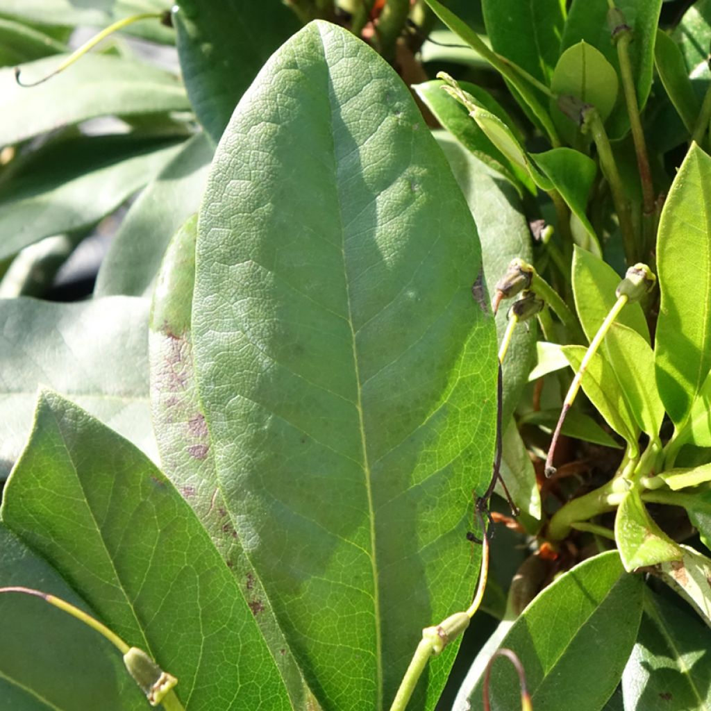 Rhododendron hybride Easydendron INKARHO Orakel