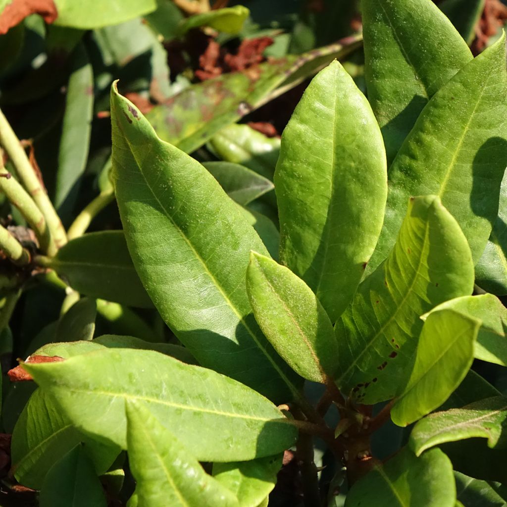 Rhododendron hybride Easydendron INKARHO Rabatz