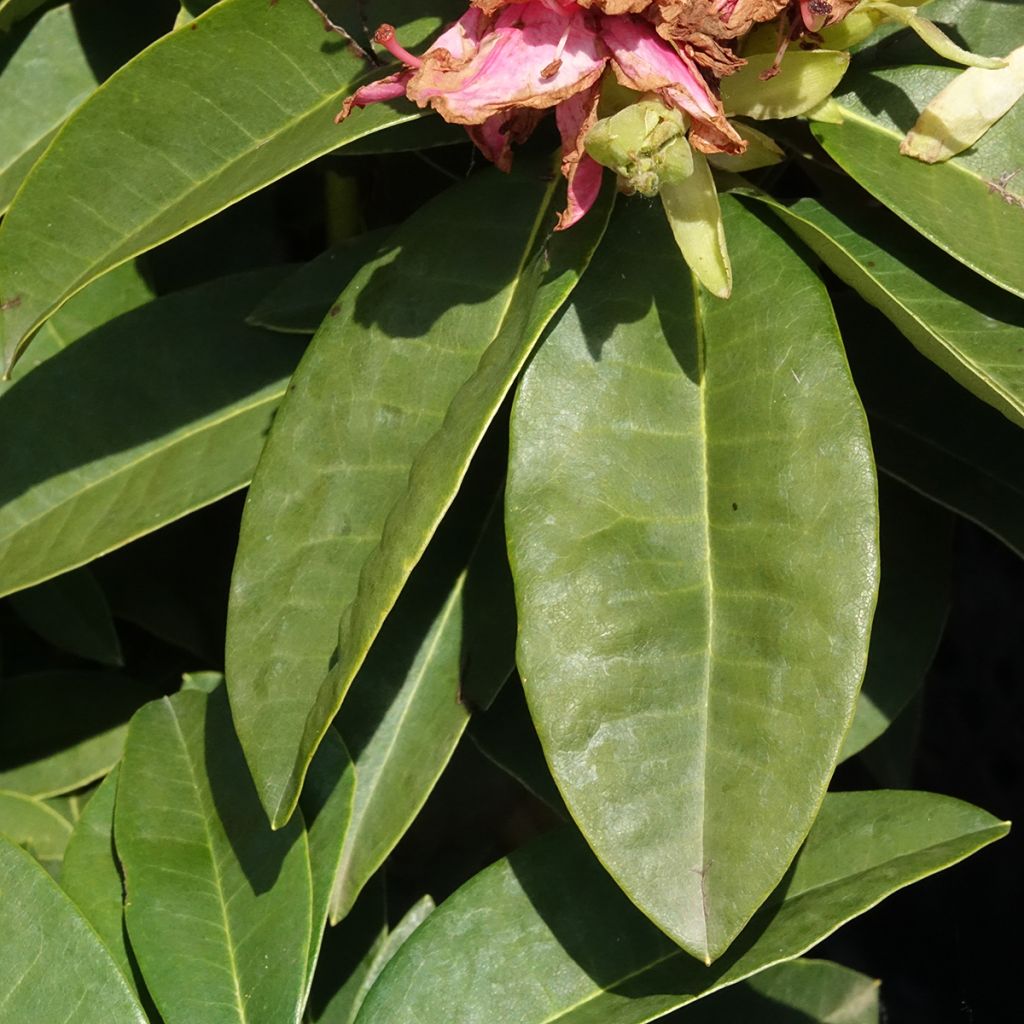 Rhododendron hybride Inkarho Diderk