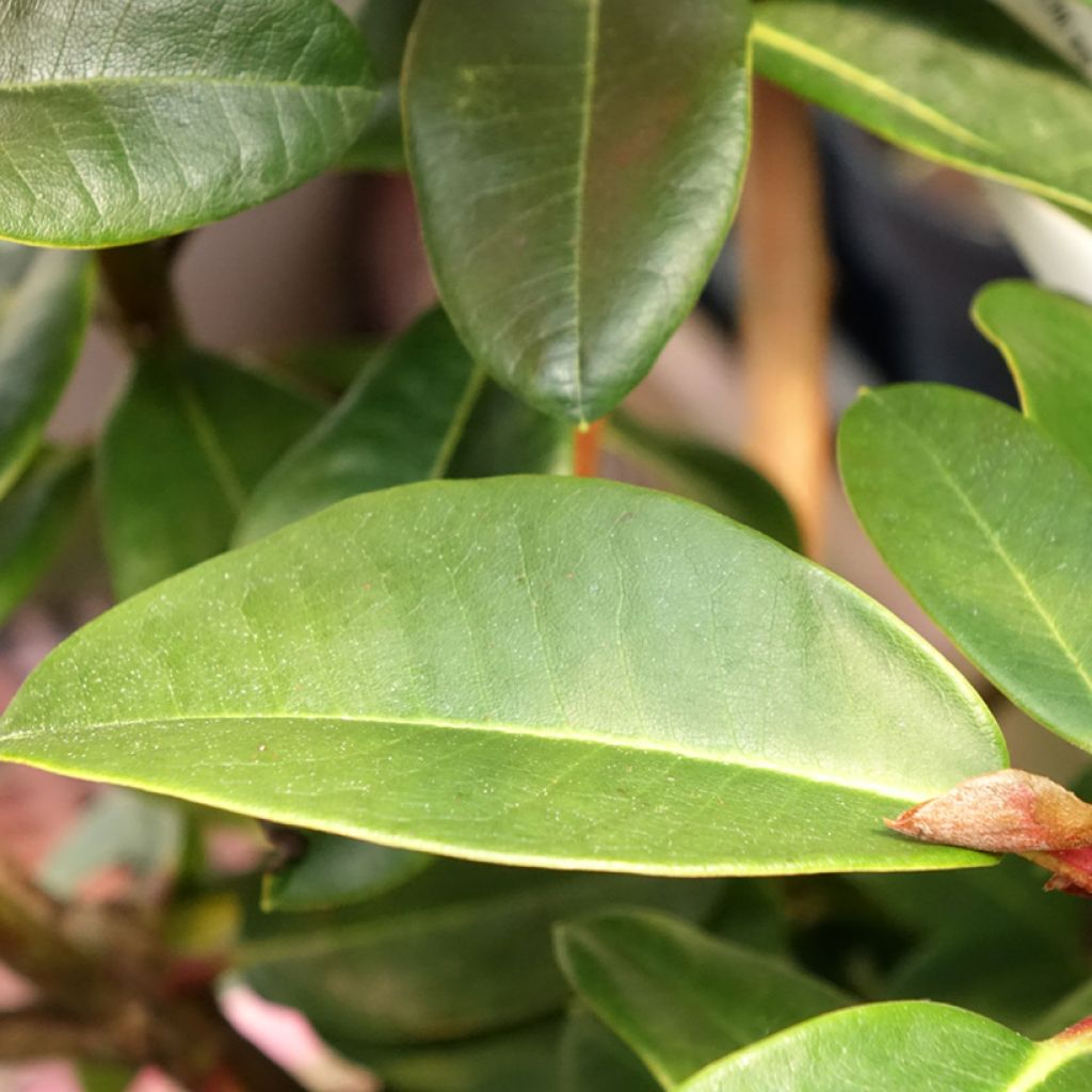 Rhododendron hybride Naselle