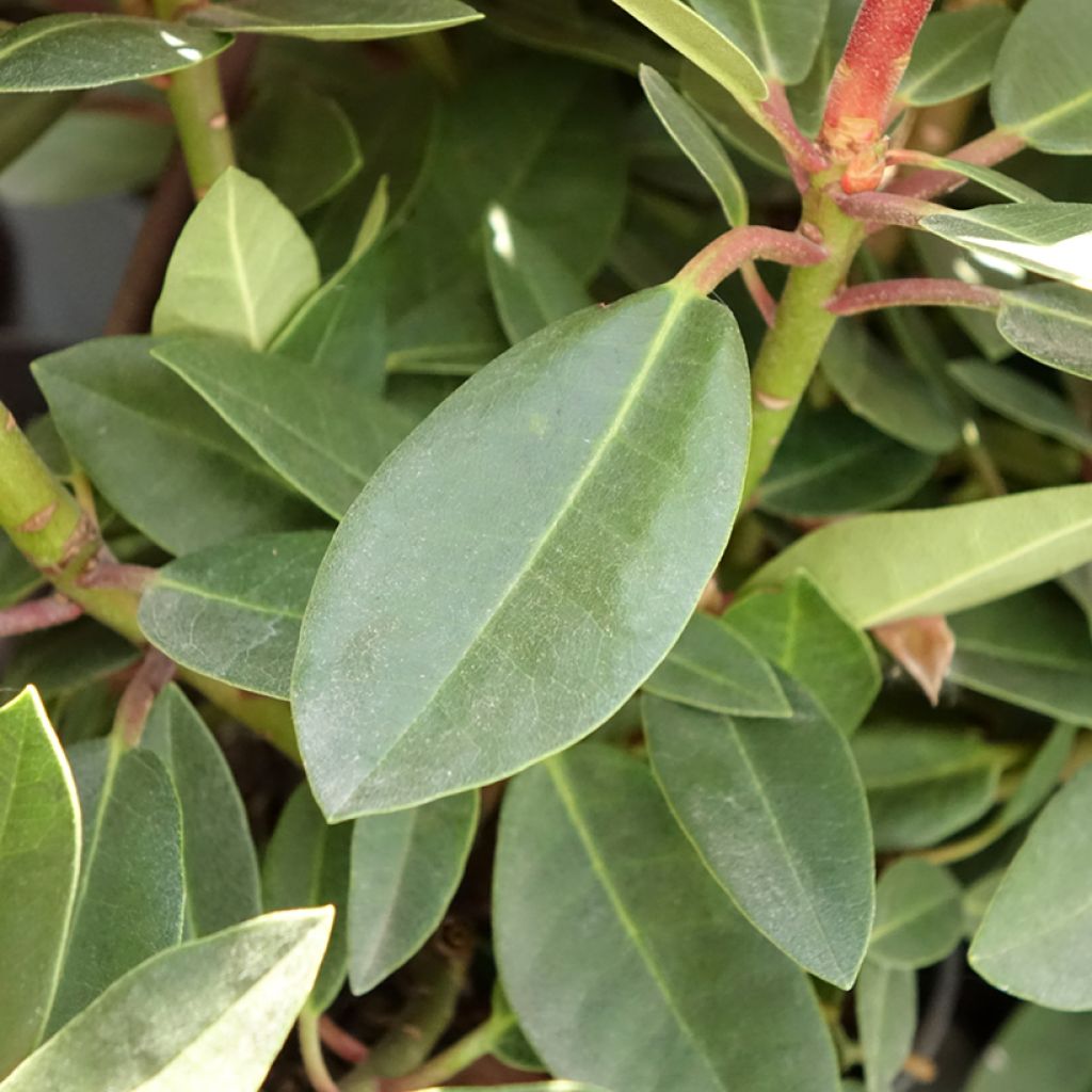 Rhododendron hybride Raphaela