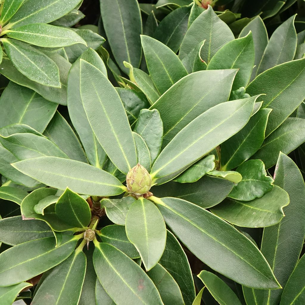 Rhododendron hybride Rwain
