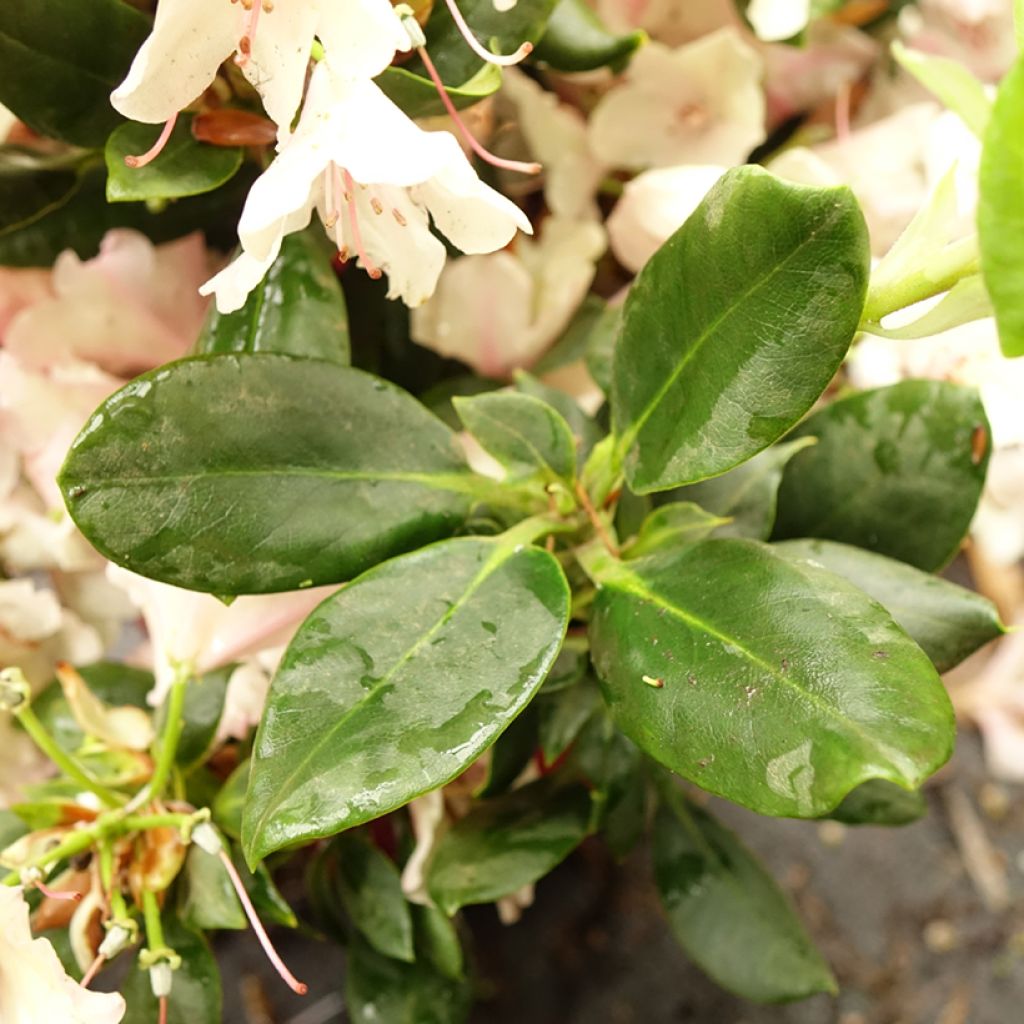 Rhododendron Inkarho  Brasilia