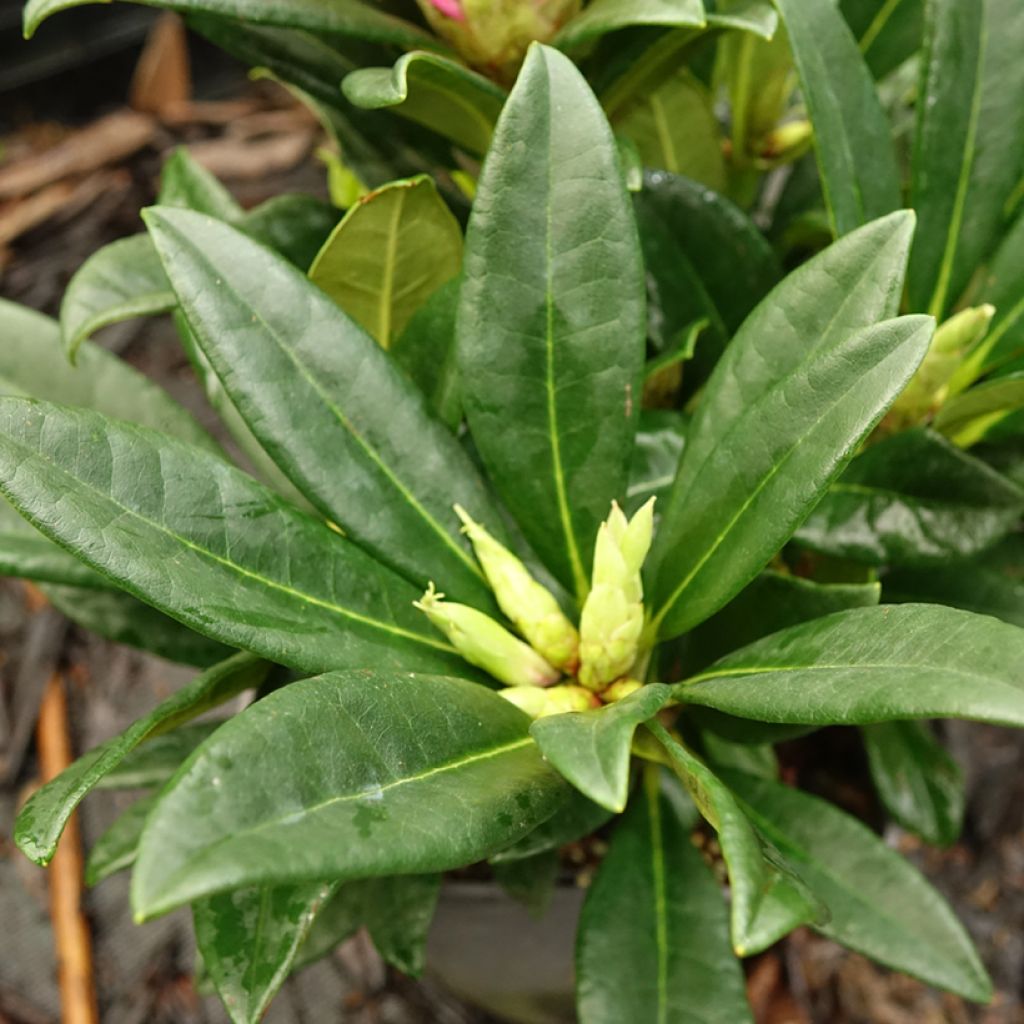 Rhododendron Inkarho Brigitte