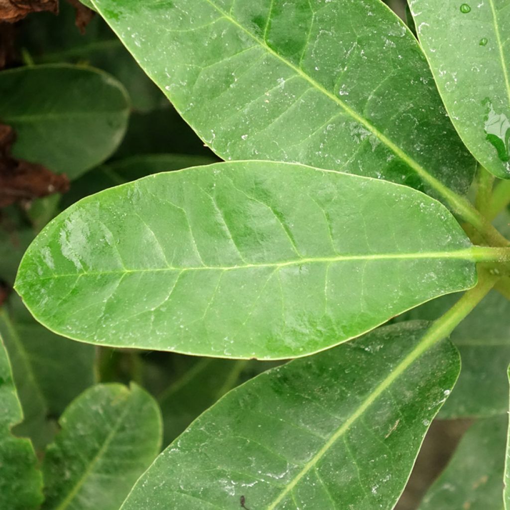 Rhododendron Inkarho Furnivall's Daughter