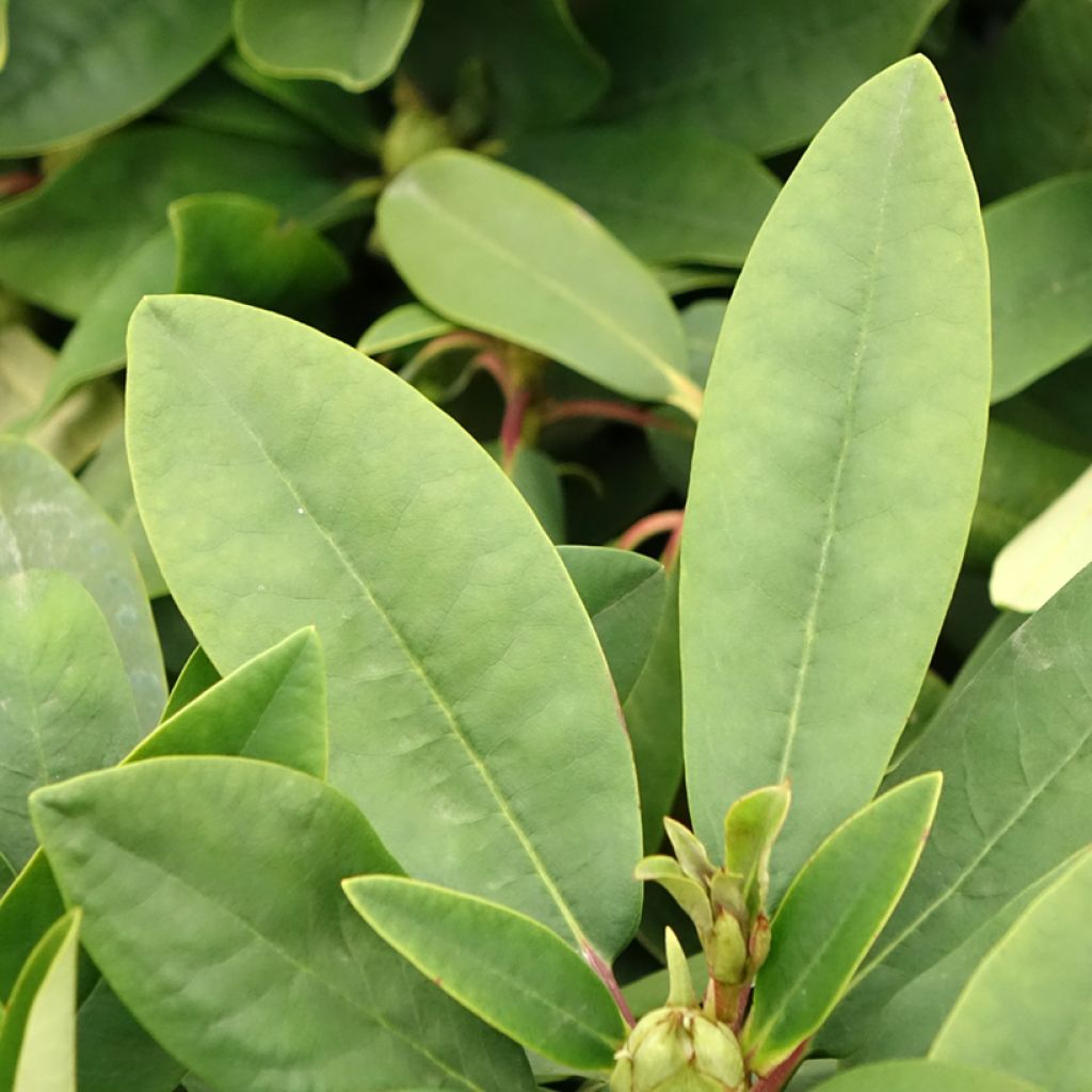 Rhododendron Inkarho Happydendron Pushy Purple