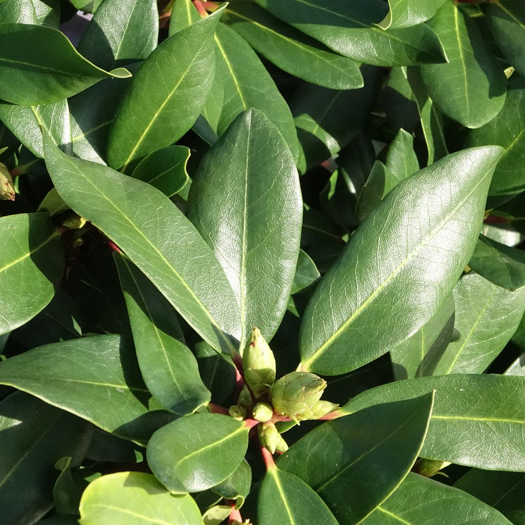 Rhododendron Inkarho Weiße Dufthecke